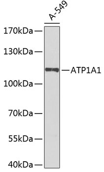 ATP1A1 Antibody