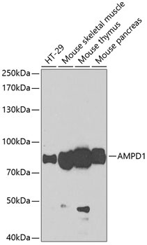 AMPD1 Antibody