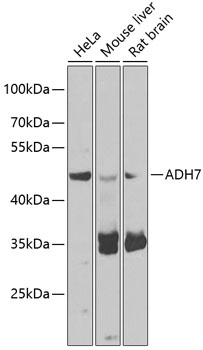 ADH7 Antibody