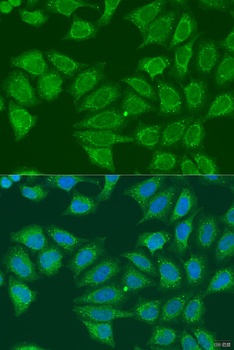 ADH7 Antibody
