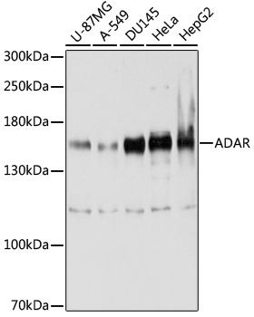 ADAR Antibody