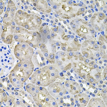 ACO1 Antibody