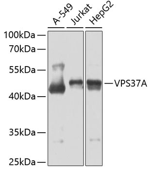 VPS37A Antibody