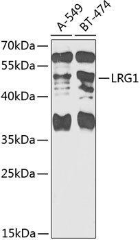 LRG1 Antibody