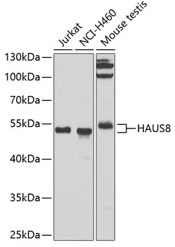 HAUS8 Antibody