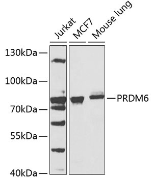 PRDM6 Antibody