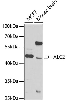 ALG2 Antibody