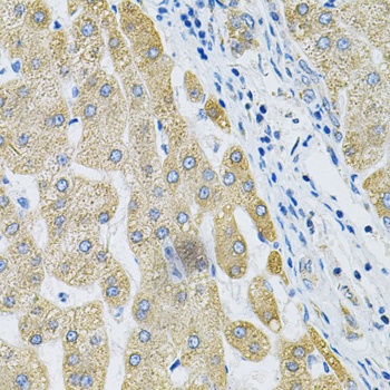 ALG2 Antibody