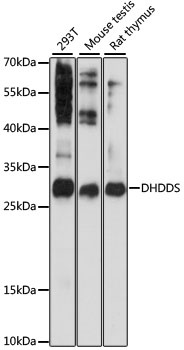 DHDDS Antibody