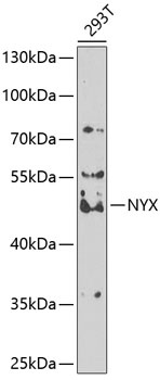 NYX Antibody