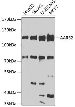AARS2 Antibody