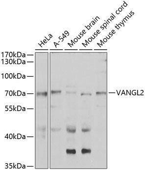 VANGL2 Antibody