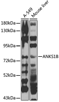 ANKS1B Antibody