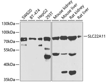 SLC22A11 Antibody