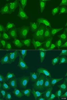PRMT6 Antibody
