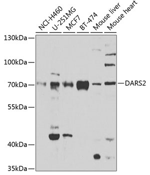 DARS2 Antibody