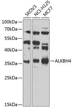 ALKBH4 Antibody