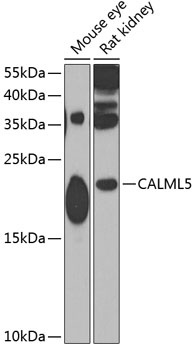 CALML5 Antibody