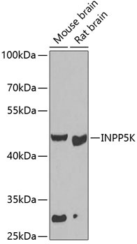 INPP5K Antibody