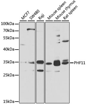 PHF11 Antibody