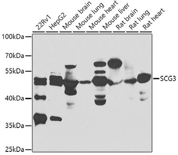 SCG3 Antibody