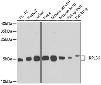 RPL36 Antibody