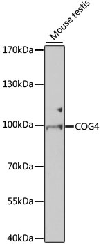 COG4 Antibody