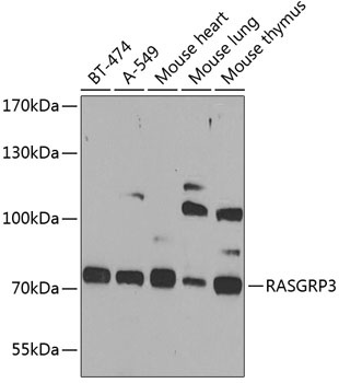RASGRP3 Antibody