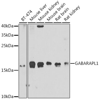 GABARAPL1 Antibody
