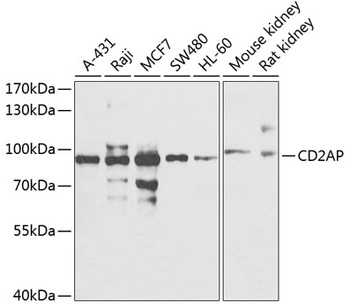 Cd2ap Antibody