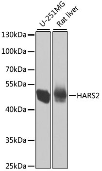 HARS2 Antibody