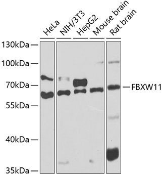 FBXW11 Antibody