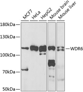 WDR6 Antibody