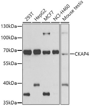 CKAP4 Antibody