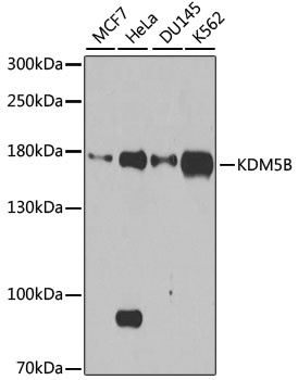 KDM5B Antibody