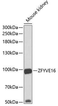 ZFYVE16 Antibody