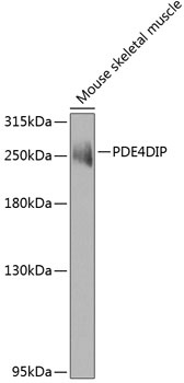 PDE4DIP Antibody