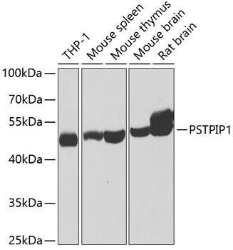 PSTPIP1 Antibody