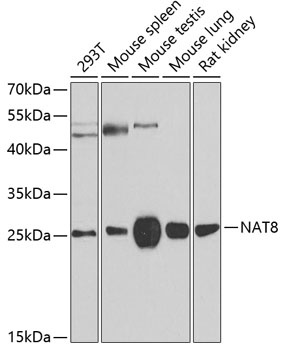 NAT8 Antibody