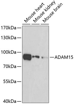 ADAM15 Antibody