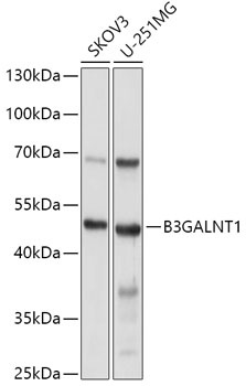 B3GALNT1 Antibody