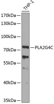 PLA2G4C Antibody