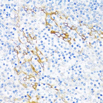 PLA2G4C Antibody