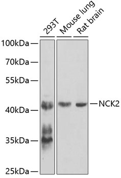 NCK2 Antibody
