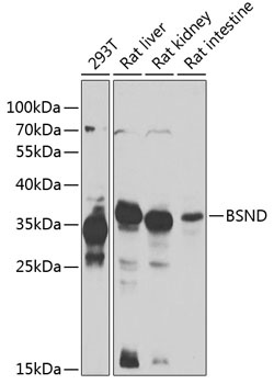 BSND Antibody