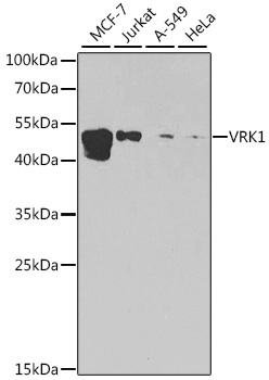 VRK1 Antibody