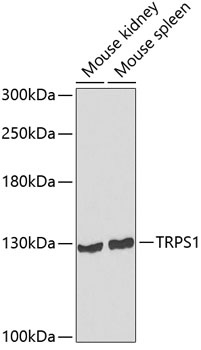 TRPS1 Antibody