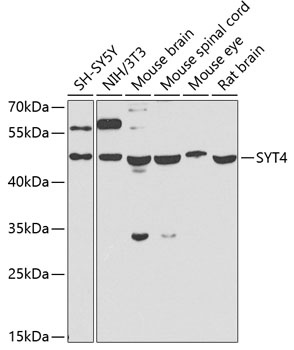 SYT4 Antibody
