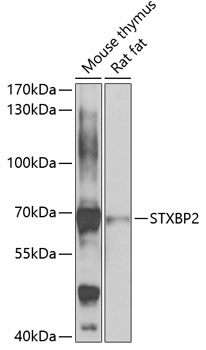 STXBP2 Antibody