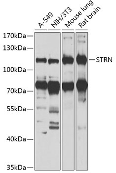 STRN Antibody